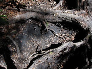 階段状の根