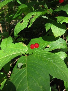 かわいい赤い実