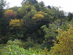 少し遠くの紅葉