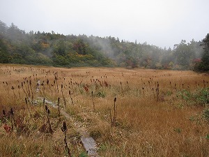 木道を歩きます