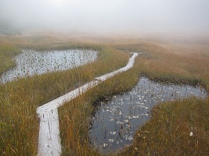 霧が濃くなってきた