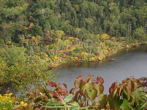美しく紅葉している池のほとり