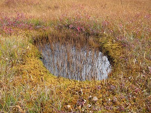 稲が植えられているみたい