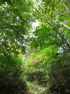 気持ちの良い登山道