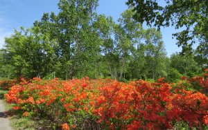 昨年6/17つつじ園