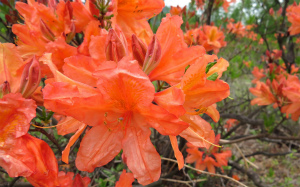 レンゲツツジ アップ