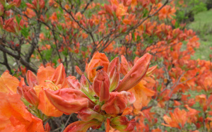 レンゲツツジ 蕾