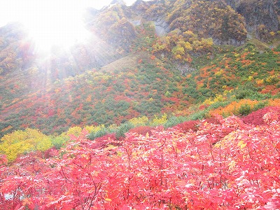 涸沢の紅葉2014年