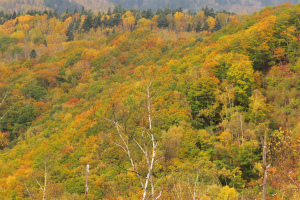 山肌の色づき