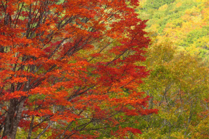 大カエデ アップ