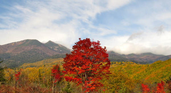 大カエデと乗鞍岳