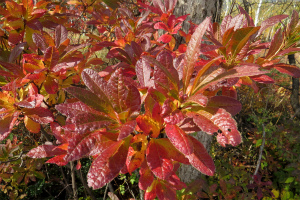 レンゲツツジの紅葉