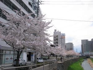 女鳥羽川　Mウィング前