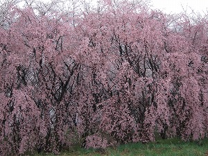 シダレザクラの滝