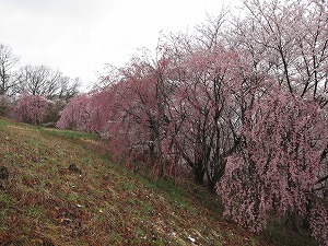 シダレザクラつぼみ