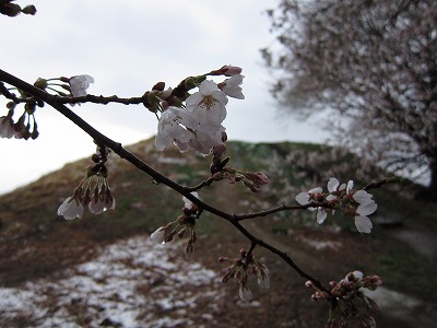 頂上付近ソメイヨシノ