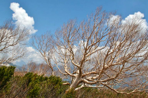 天空のダケカンバはこれから芽吹き