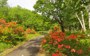 サイクリングロードのレンゲツツジ