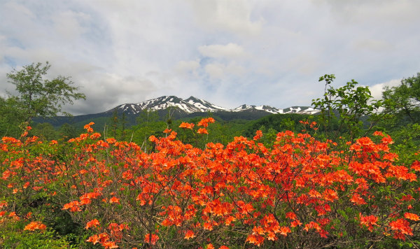 乗鞍岳とレンゲツツジ