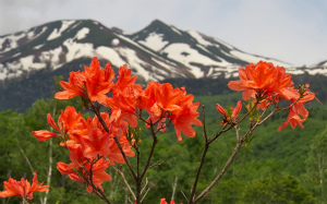 乗鞍岳とレンゲツツジ