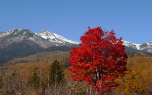 一ノ瀬園地大カエデ