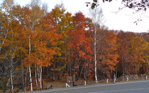 善五郎の滝入口付近