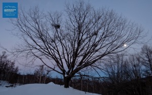 夕暮れ　ミズナラの樹