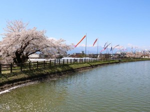 アルプスと桜と鯉のぼり