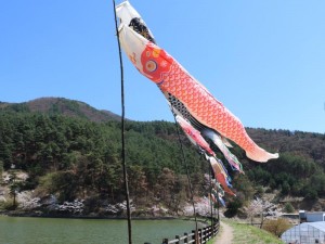 鯉のぼり桜