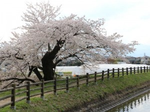 池と桜２０１７０４２１