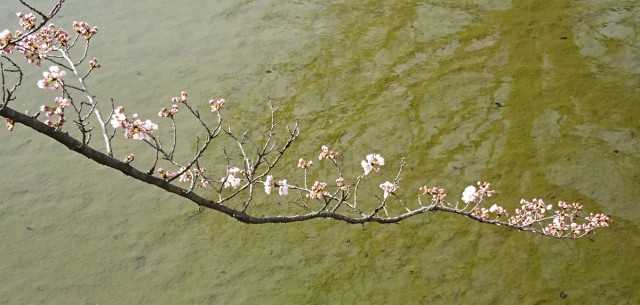 ５～６輪の開花が観測された標本木
