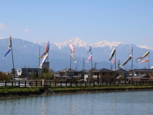アルプスと鯉のぼり