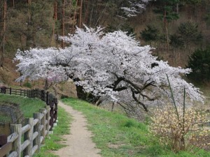 堤の奥の桜２０１７０４２１