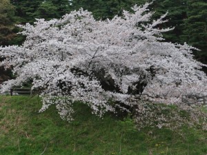 蛍の宿と桜２０１７０４２１