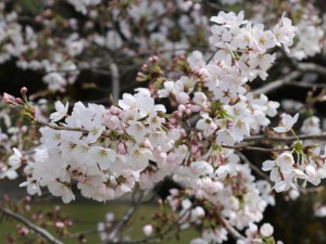 花拡大２０１７０４１６