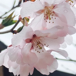 2017/4/9 コヒガンサクラ