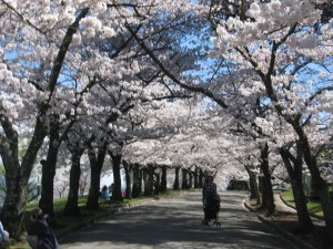 2017-4-18 城山公園４