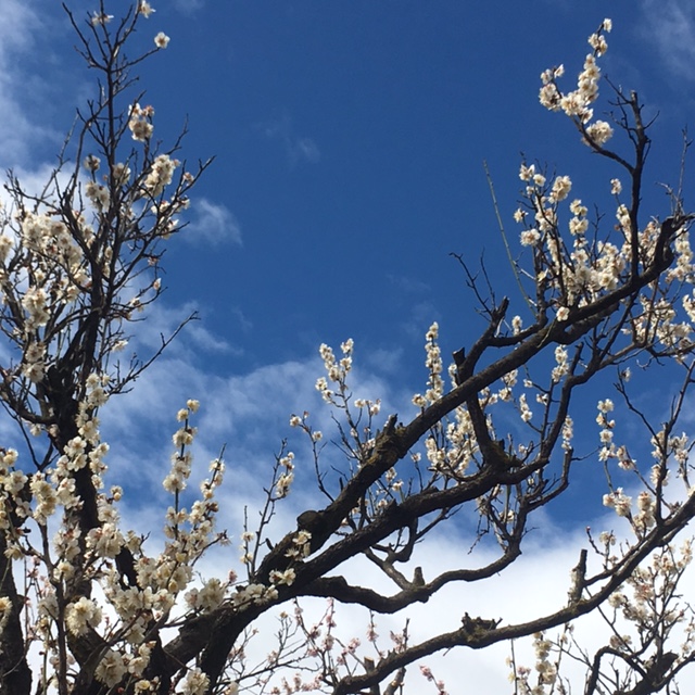 2017/4/7 松本城　梅