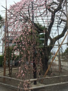 4/9 枝垂れ桜