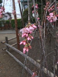 4/9 枝垂れ桜　花