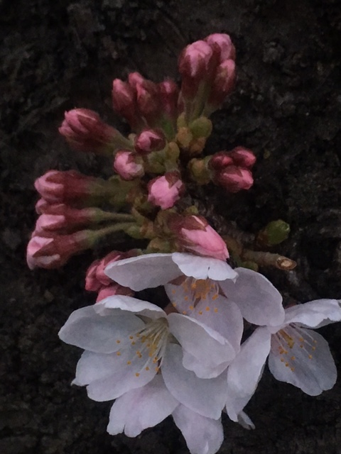 4/9 夜　木に直に咲く花