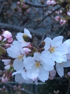 4/9 夜　新町の総掘り２