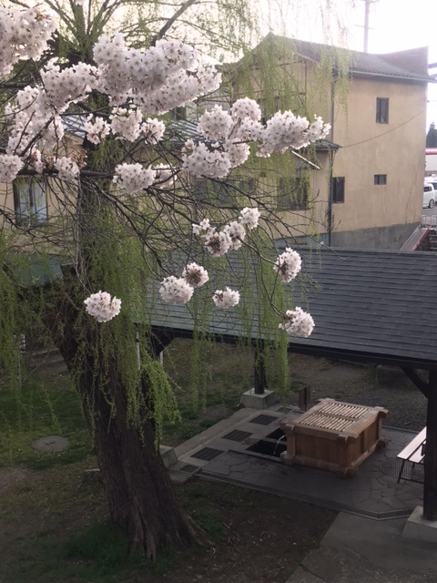 北門の井戸の桜　2017/4/15