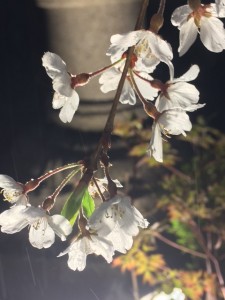 2017-4-17　シダレサクラ