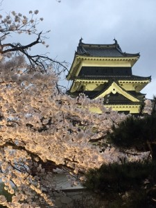 201704-17 ソメイヨシノ