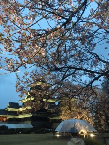 2017-4-17 コヒガンサクラ