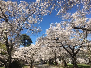 2017-4-18 城山公園３