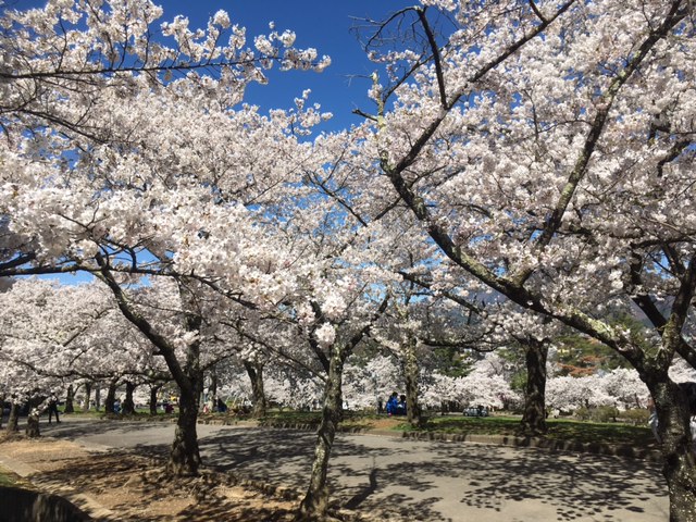 2017-4-18 城山公園
