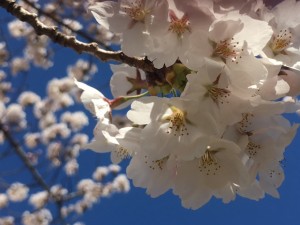 2017-4-18 城山公園 hana