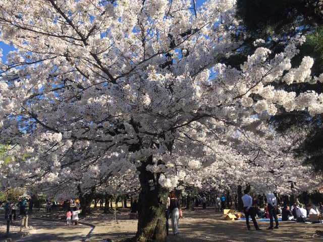 2017-4-18 松本城公園
